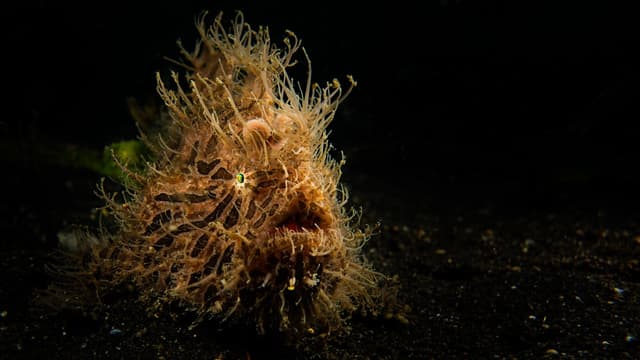 Lembeh Strait